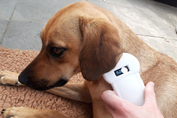 Das Haustierregister schützt Deinen Hund CanisQuerkopf
